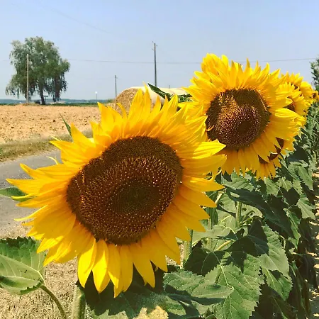 Faysselle فندق Tayrac (Lot-et-Garonne)